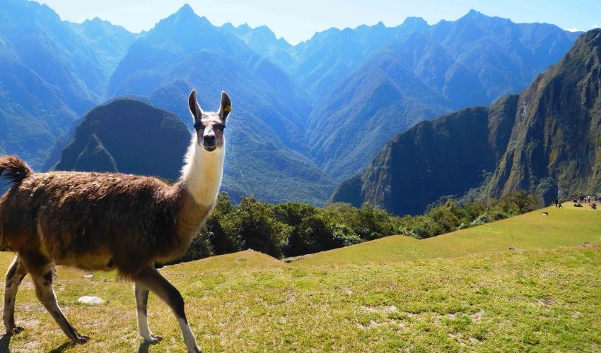 Llama in Peru