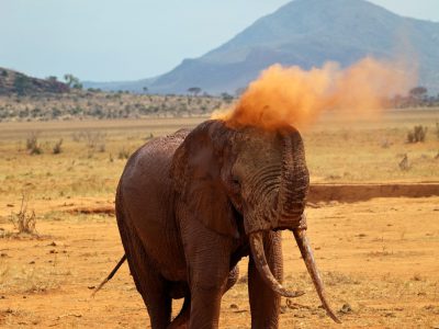 school_expedition_tanzania_impact_elephant_on_safari