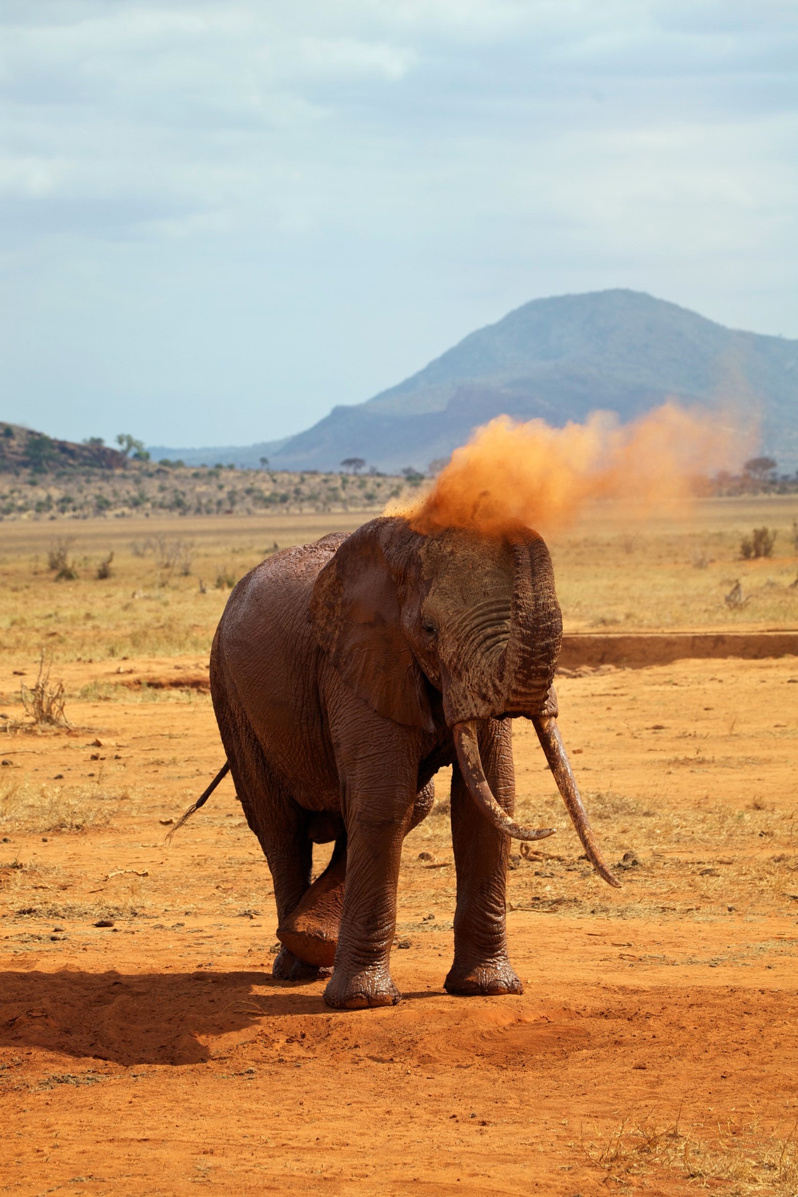 school_expedition_tanzania_impact_elephant_on_safari