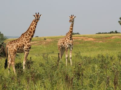 school_expedition_tanzania_impact_giraffe_pair