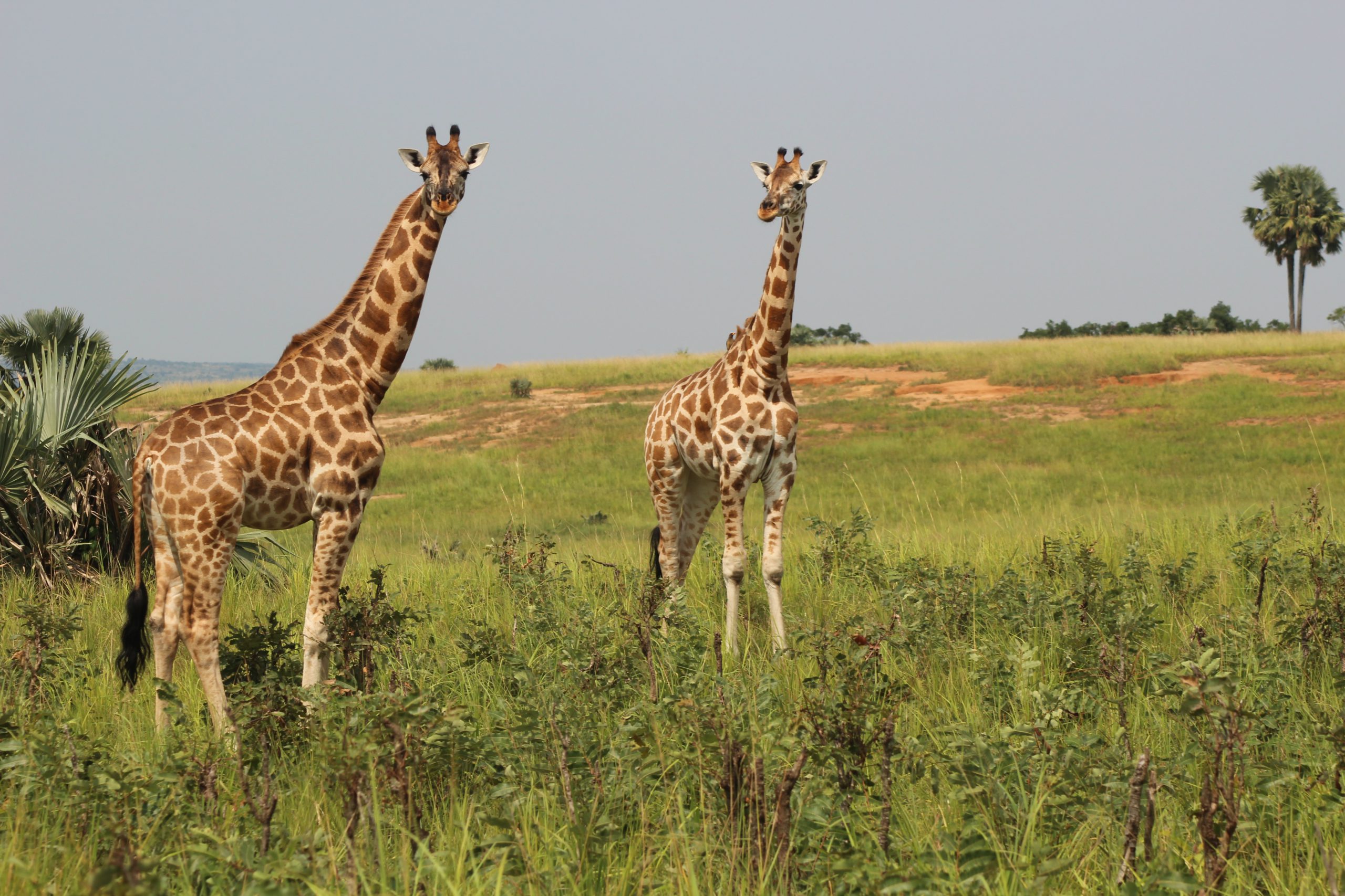 school_expedition_tanzania_impact_giraffe_pair
