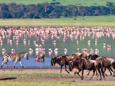 school_expedition_tanzania_impact_wilderbeest__flamingo