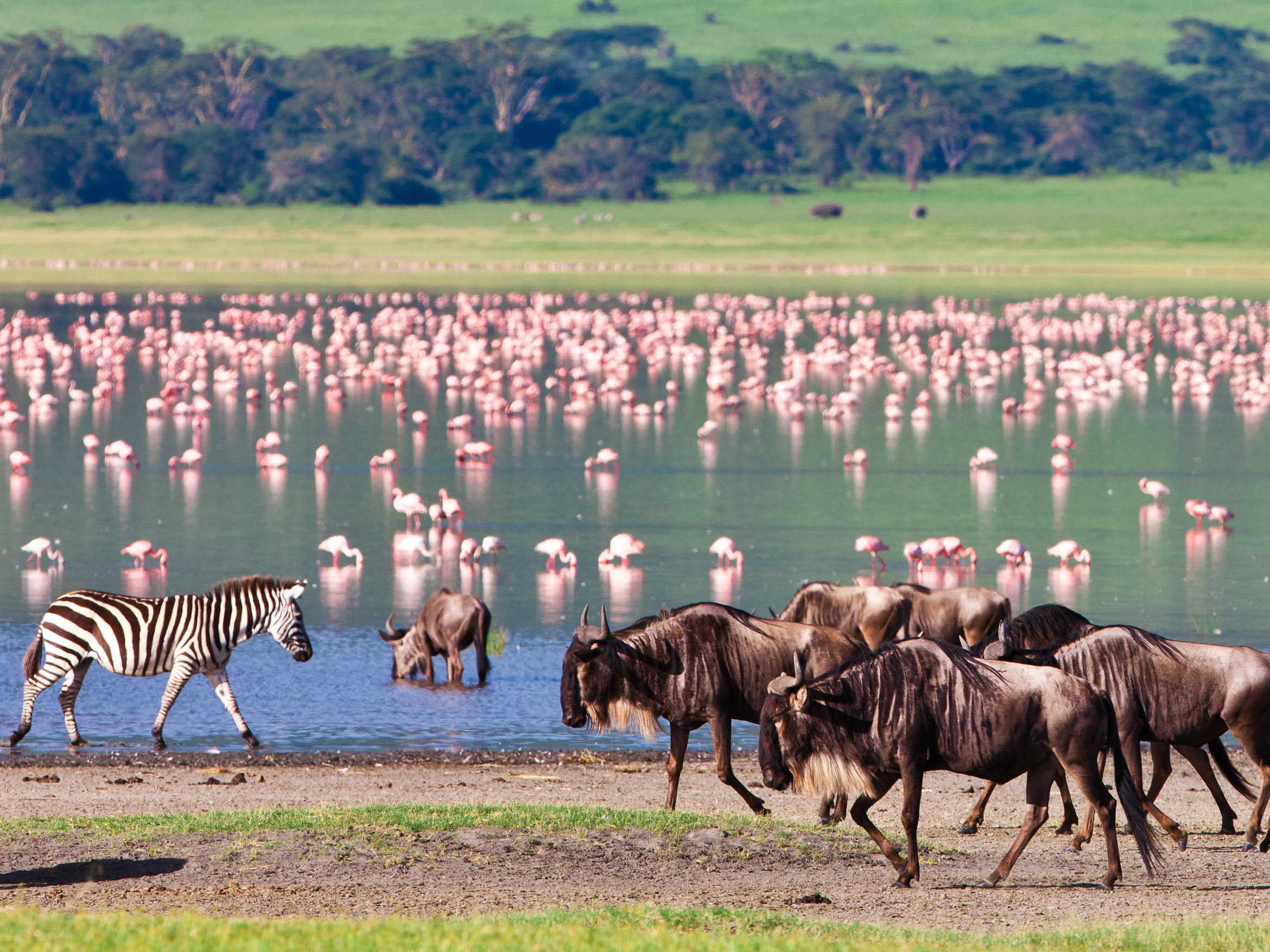 school_expedition_tanzania_impact_wilderbeest__flamingo