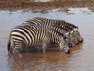 school_expedition_tanzania_impact_zebra_drinking