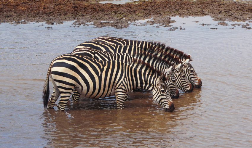school_expedition_tanzania_impact_zebra_drinking