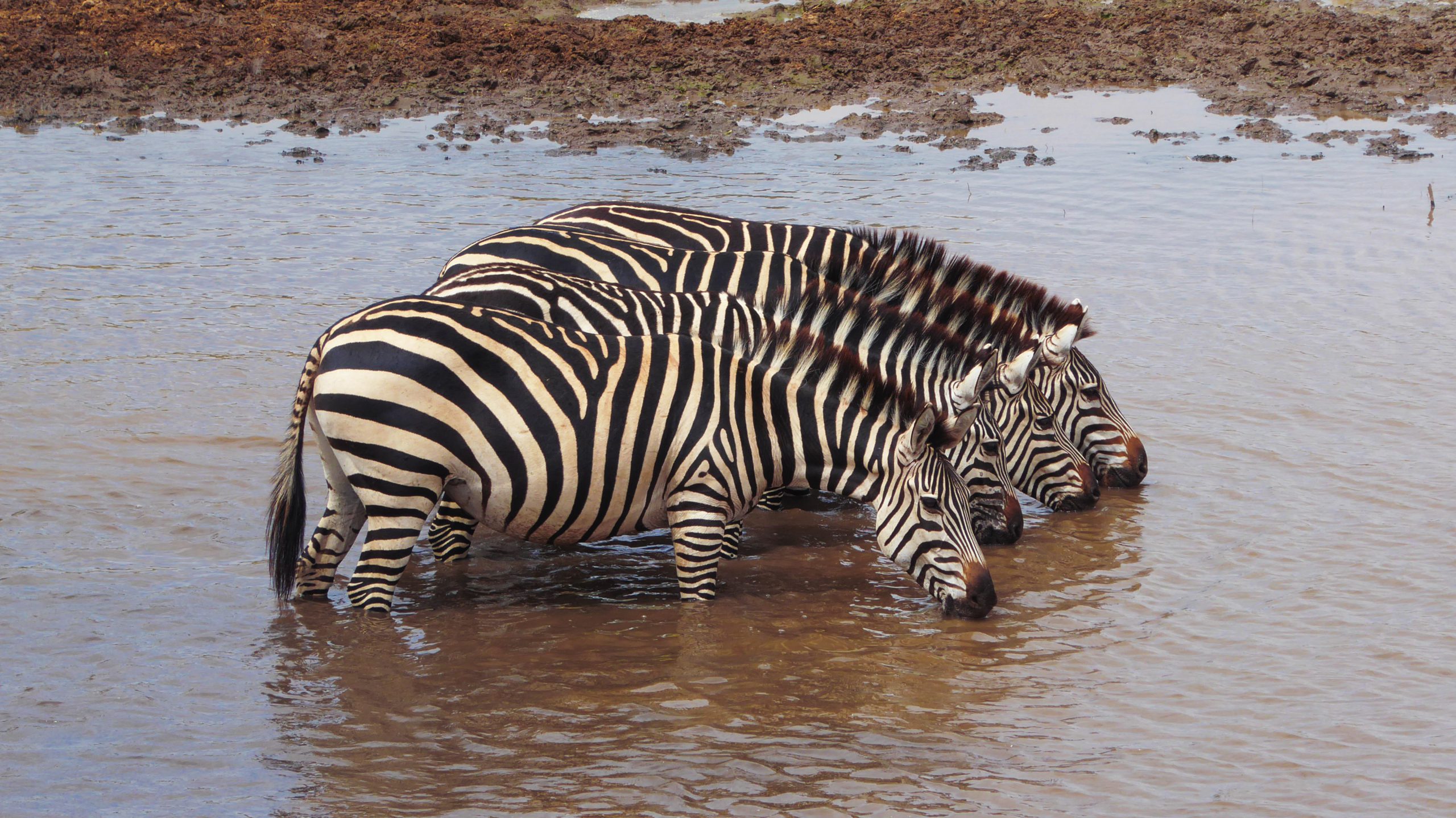school_expedition_tanzania_impact_zebra_drinking