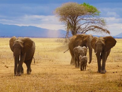 school_expedition_tanzania_scuba_elephant_family