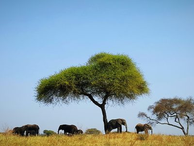 school_expedition_tanzania_trek_elephant_under_tree