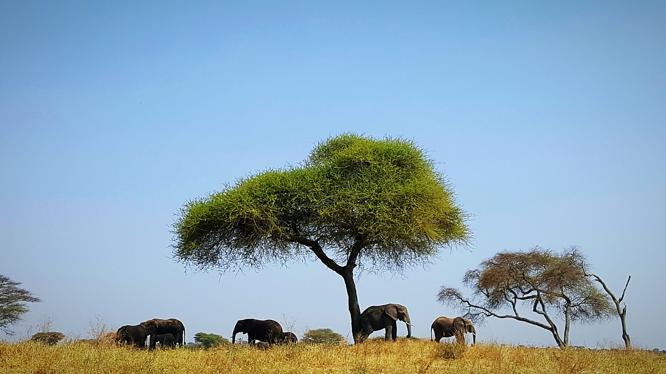 school_expedition_tanzania_trek_elephant_under_tree