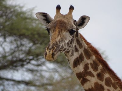 school_expedition_tanzania_trek_giraffe_on_safari