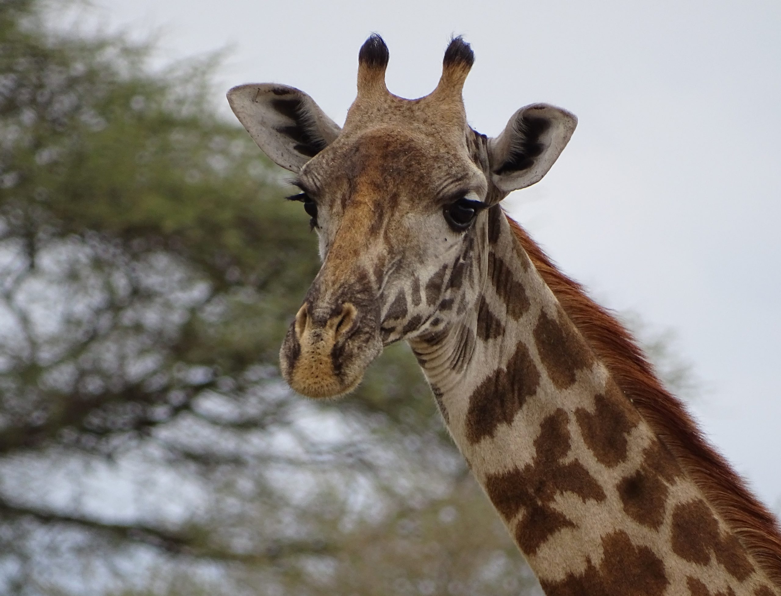 school_expedition_tanzania_trek_giraffe_on_safari