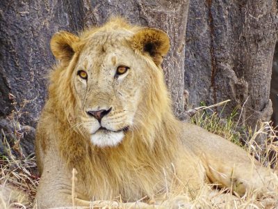 school_expedition_tanzania_trek_male_lion