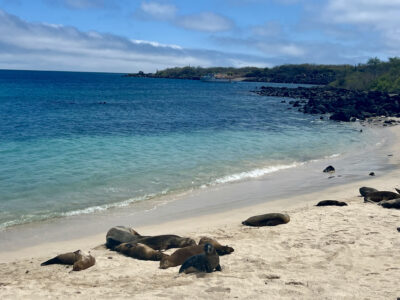 Seals On Galapagos Ecuador