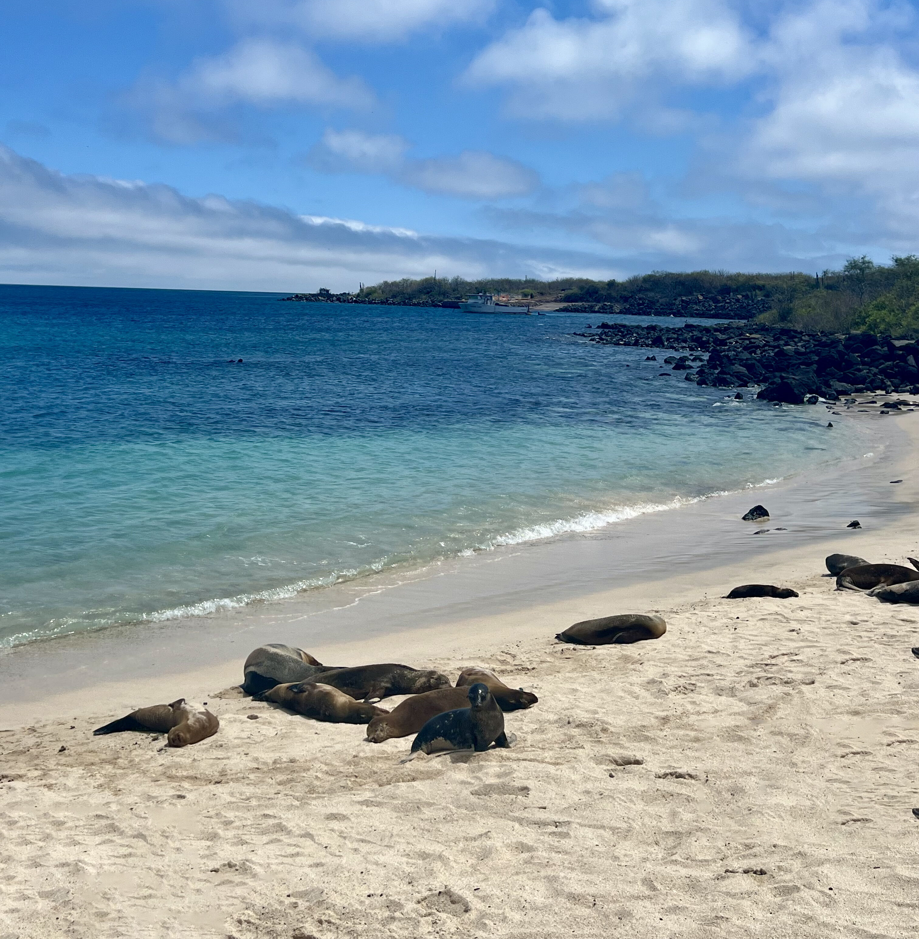 Seals On Galapagos Ecuador