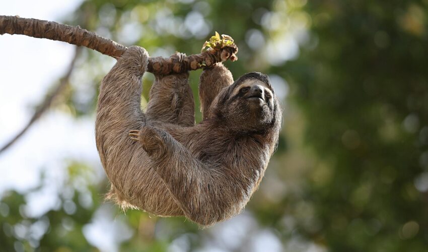 Sloth, Costa Rica