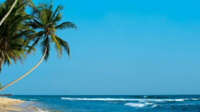 Coastline with palm tree overhanging the ocean.