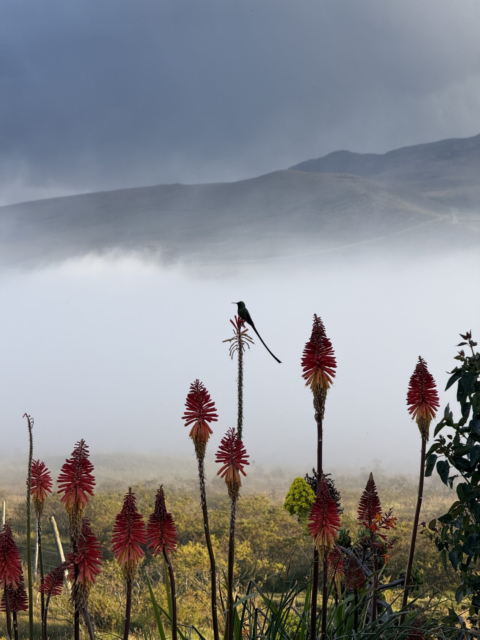 Hummingbird resting on top of a flower in front of the misty mountains of Ecuador