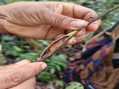 Lemon Ants on seed pod - Amazon Ecuador