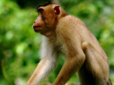school_expedition_borneo_trek_monkey_on_rope