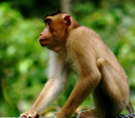 school_expedition_borneo_trek_monkey_on_rope