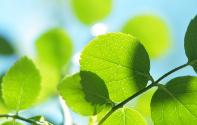 Green leaves